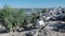 Sandwich tern Thalasseus sandvicensis. Young birds in a large colony of terns on a sandy island