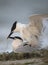 Sandwich Terns mating at the beach