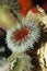 SANDY ANEMONE aulactinia reynaudi IN SOUTH AFRICA