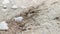Sandy anthill nest on the ground