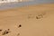 Sandy beach Baltic Sea. Beach sunset. Footprints on the sandy beach.