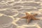 Sandy beach with beautiful starfish near sea on sunny summer day. Space for
