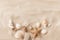 Sandy beach with collection of exotic seashells and starfish as natural textured background for aesthetic summer design