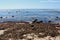 Sandy beach covered with piles of seaweed at Point Loma, California