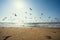 Sandy beach and flock of birds, pelicans and seagulls, beautiful California coastline