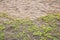 Sandy beach with growing grass texture