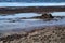 A sandy beach in MalmÃ¶ in Sweden with the rotten smelly seaweeds