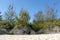 Sandy Beach Plants and Shrubs Landscape Background