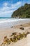 sandy beach with seaweed, blue sky and copy space on Stewart Island in New Zealand