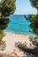 Sandy beach seen through pine trees