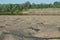 A sandy beach in a wooded area and a figure of a bathing man in the distance.