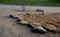 sandy children playground bordered by tree trunks and sandstone