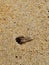 The sandy-colored horned ghost crab exits from the hole.