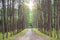 Sandy country road in pine forest