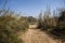 A sandy country road with traces of cars