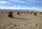 Sandy desert and shrub at Devils Cornfield, Death Valley National Park