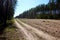 A sandy dirt road through a pine forest