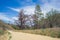 Sandy Dirt Road in Wilderness