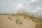 sandy dunes and ryegrass in the foreground against a bright sky