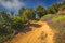 Sandy footpath in Garajonay national park