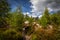 Sandy footpath, in green forest with dramatic blue cloudy sky