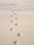 Sandy footprints on a Cornish Beach