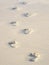 Sandy footprints on a Cornish Beach