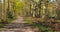 Sandy forest path through a forest with old beeches