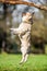 A sandy french bulldog jumping towards a large branch