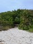 Sandy Hiking Trail Leading Into Green Thicket