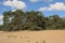 Sandy landscape wiht trees in Kalmthout heath
