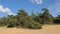 Sandy landscape wiht trees in Kalmthout heath