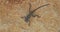 Sandy Lizard On Wall. Close-up View On Agama Anchietae, Also Known Commonly As Western Rock Agama. Small Olive Lizard