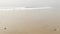 Sandy misty beach California USA. Pacific ocean coast, dense fog on sea shore. Waves in brume haze.