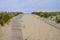 Sandy nature path way access to the beach sea with fence in summer to Cap-Ferret sea atlantic coast in gironde france