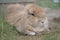Sandy netherlands dwarf lop rabbit lies among scrub grass, looking dozily at the camera