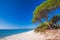 Sandy Palombaggia beach with pine trees and azure clear water, C