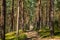 Sandy path in a coniferous forest