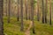 Sandy path in a coniferous forest