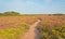 Sandy path through field of yellow and purple flowers. Cape of Frehel. Brittany.