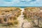 A sandy path between grassy dunes