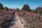 Sandy path through the heaths in the Veluwe National Park during sunset