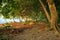 Sandy path under trees along tropical coast