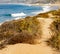 Sandy pathway lined with weeds and wildflowers with hilltop view of ocean shoreline