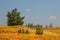 Sandy prairie with pine trees