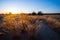 Sandy prairie at the sunset