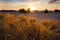 Sandy prairie at the sunset