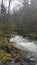 The Sandy River, Oregon on a winter& x27;s day with mossy rocks, trees, pkants and lots of untouched nature.