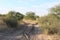 Sandy road in the African Bushveld