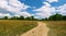 Sandy road in a beautiful dry field, green forest in the distance. The landscape is summery. Lots of plants. Beautiful